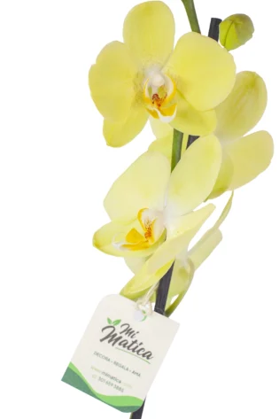 Orquídea Amarilla para Condolencias con 2 Varas Florales