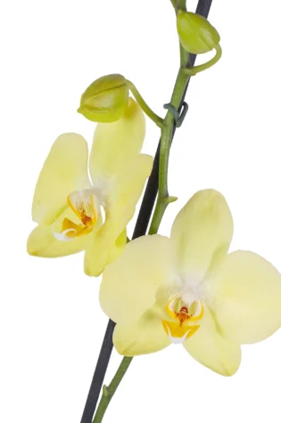 Orquídea Amarilla para Regalo con 2 Varas Florales
