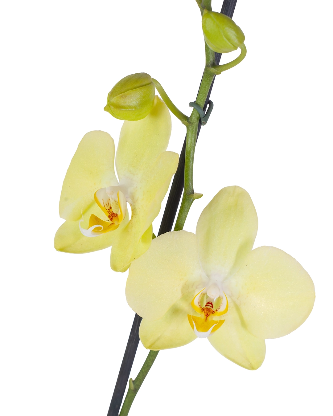 Orquídea Amarilla para Regalo con 2 Varas Florales