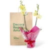 Orquídea Amarilla para Regalo con 2 Varas Florales