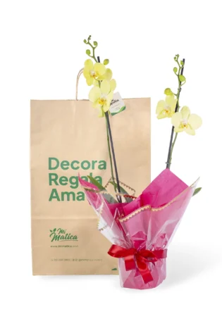 Orquídea Amarilla para Regalo con 2 Varas Florales