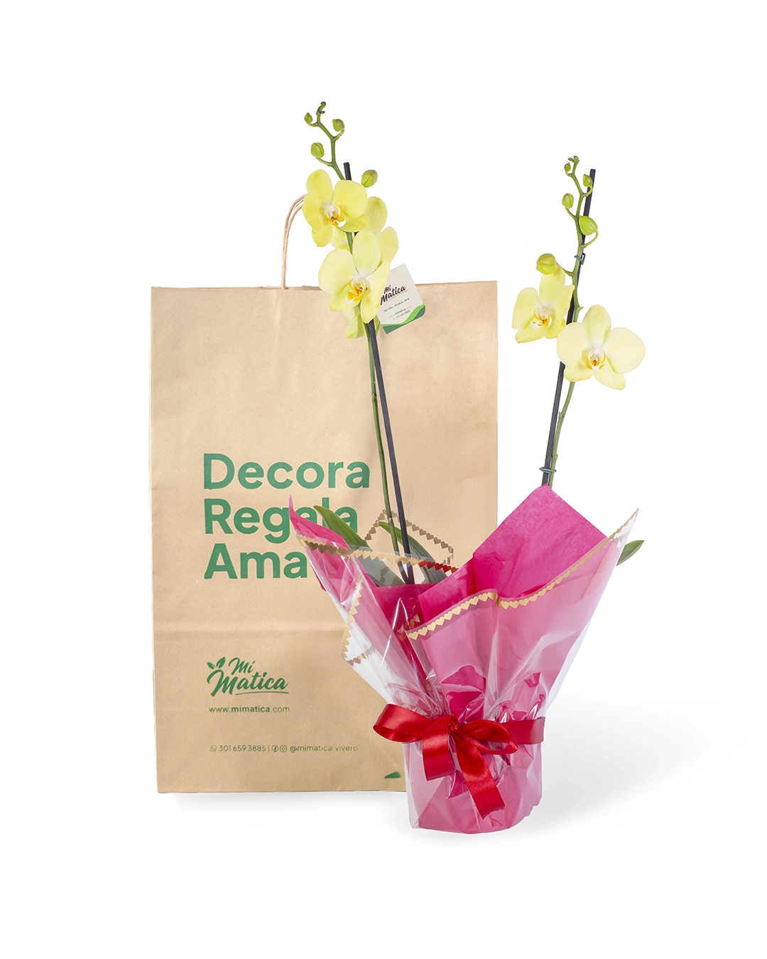 Orquídea Amarilla para Regalo con 2 Varas Florales