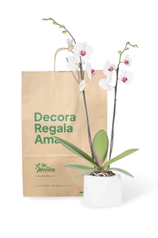 Orquídea Blanca Centro Fucsia con 2 Varas Florales en Matera de Concreto