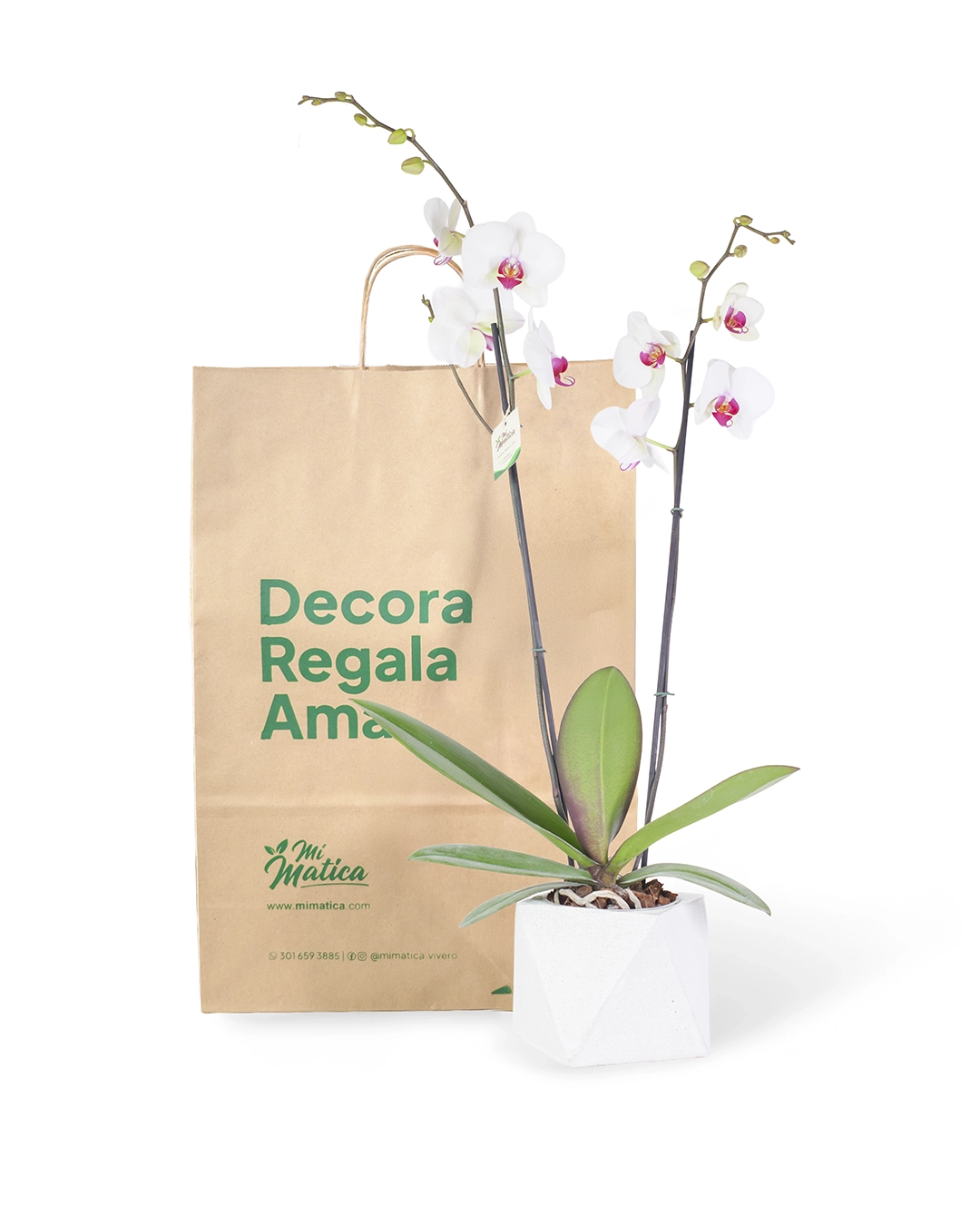 Orquídea Blanca Centro Fucsia con 2 Varas Florales en Matera de Concreto
