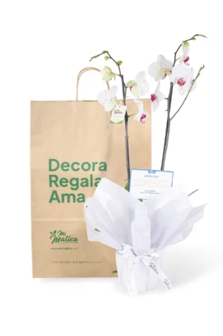 Orquídea Blanca Centro Fucsia para Condolencias con 2 Varas Florales