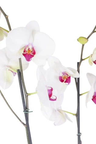 Orquídea Blanca Centro Fucsia para Condolencias con 2 Varas Florales