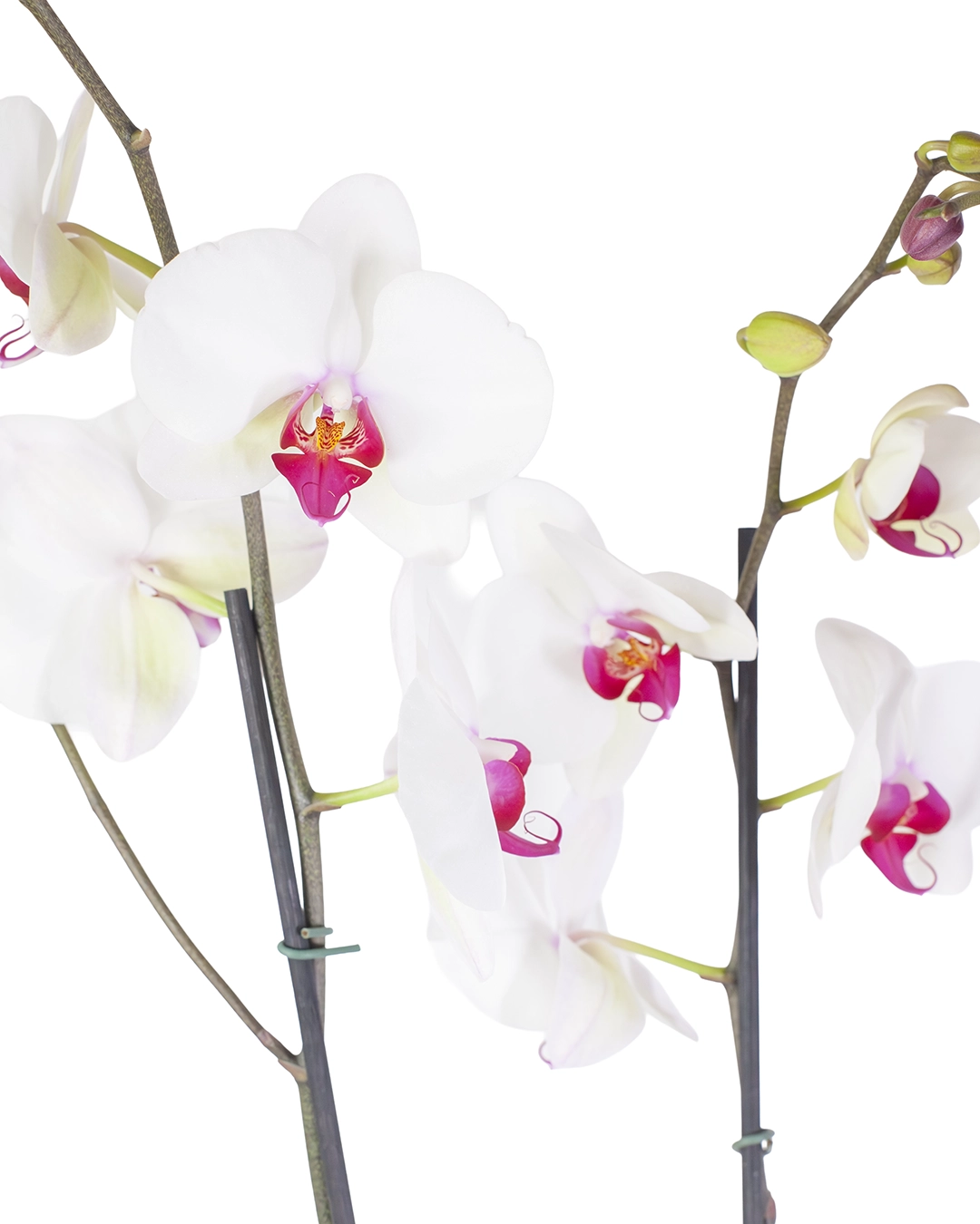 OrquΓdea Blanca Centro Fucsia para Condolencias con 2 Varas Florales