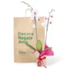 Orquídea Blanca Centro Fucsia para Regalo con 2 Varas Florales