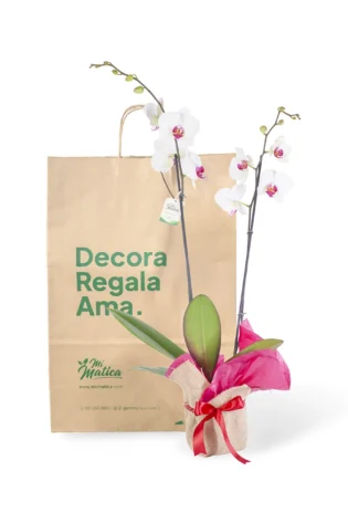 Orquídea Blanca Centro Fucsia para Regalo con 2 Varas Florales