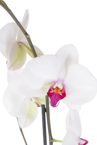 Orquídea Blanca Centro Fucsia para Regalo con 2 Varas Florales