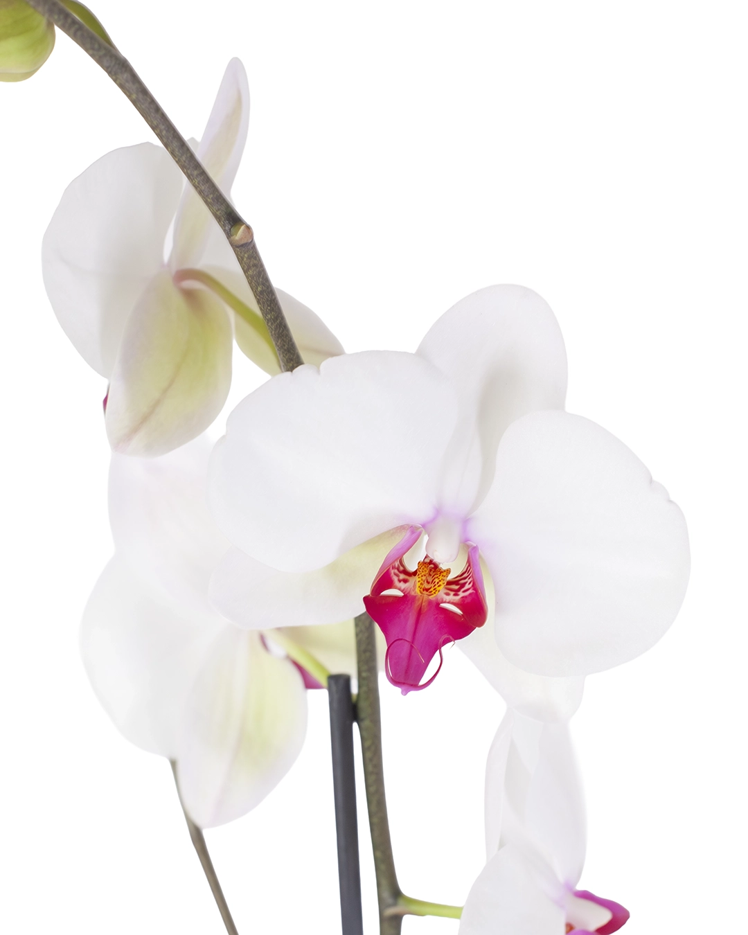 Orquídea Blanca Centro Fucsia para Regalo con 2 Varas Florales