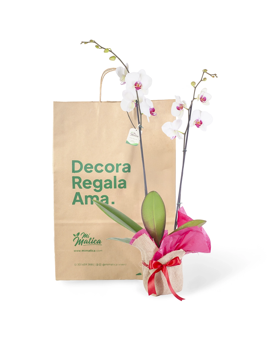 Orquídea Blanca Centro Fucsia para Regalo con 2 Varas Florales