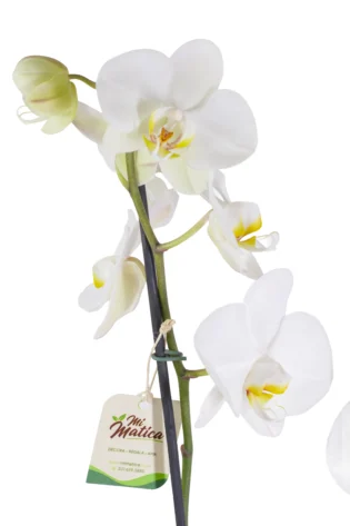 Orquídea Blanca con 2 Varas Florales en Matera de Concreto