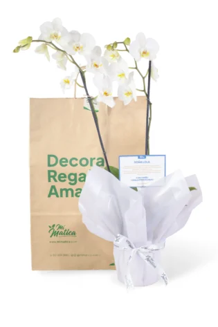 Orquídea Blanca para Condolencias con 2 Varas Florales