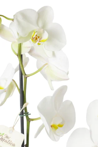 Orquídea Blanca para Condolencias con 2 Varas Florales