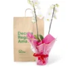 Orquídea Blanca para Regalo con 2 Varas Florales