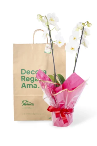 Orquídea Blanca para Regalo con 2 Varas Florales