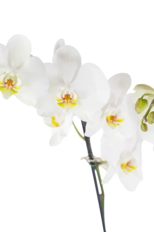 Orquídea Blanca para Regalo con 2 Varas Florales
