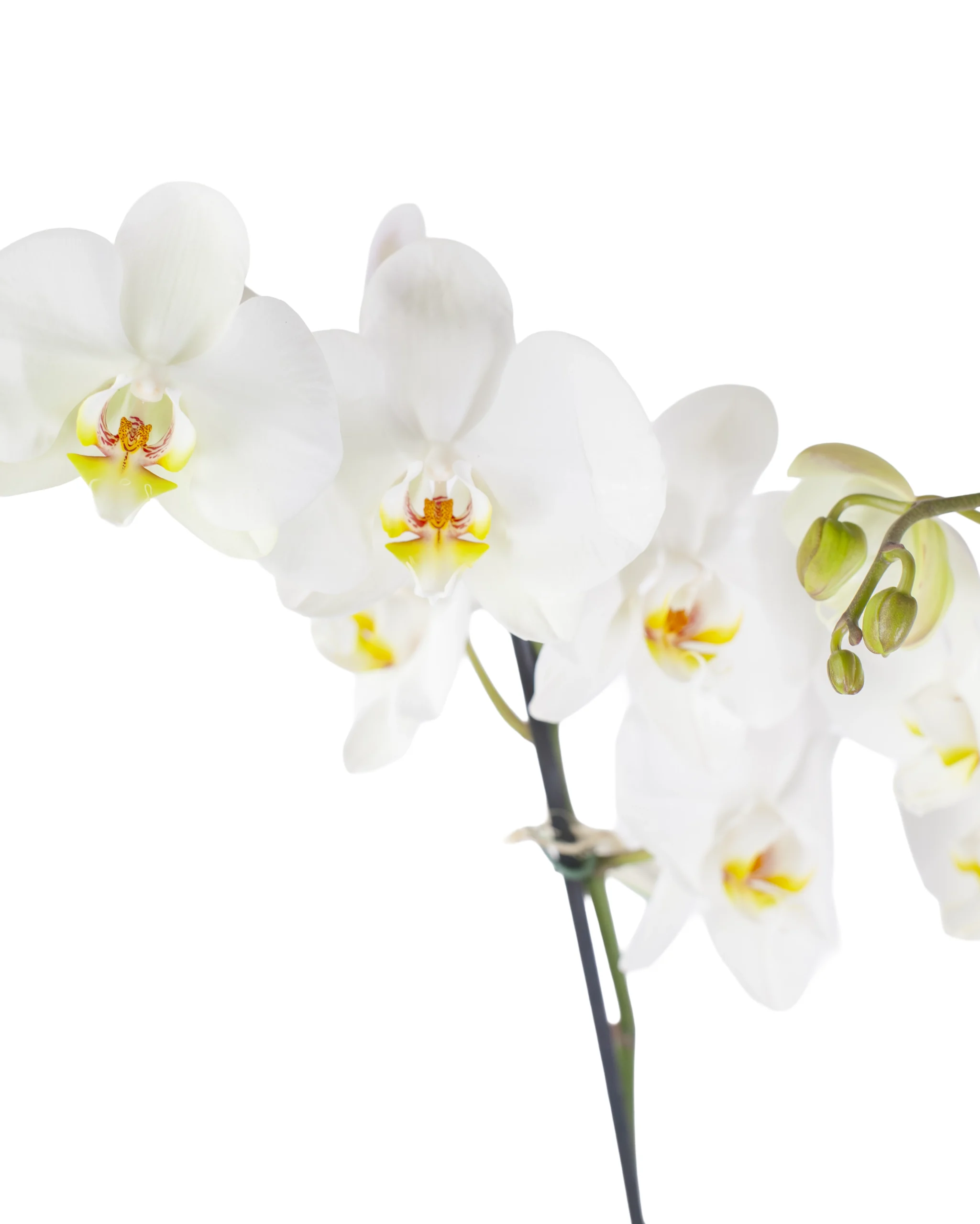 Orquídea Blanca para Regalo con 2 Varas Florales