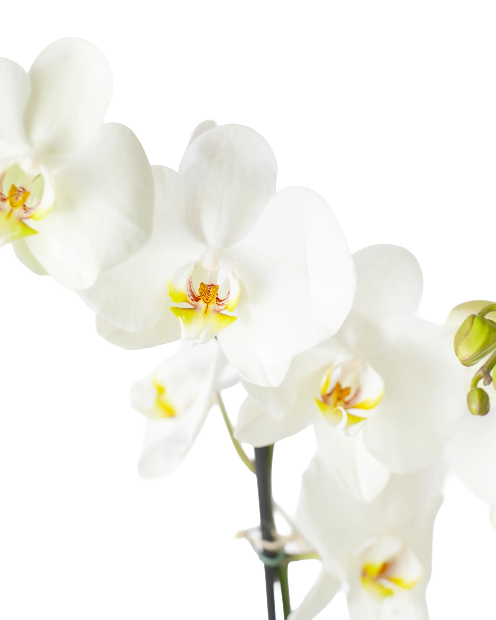 Orquídea Blanca para Regalo con 2 Varas Florales
