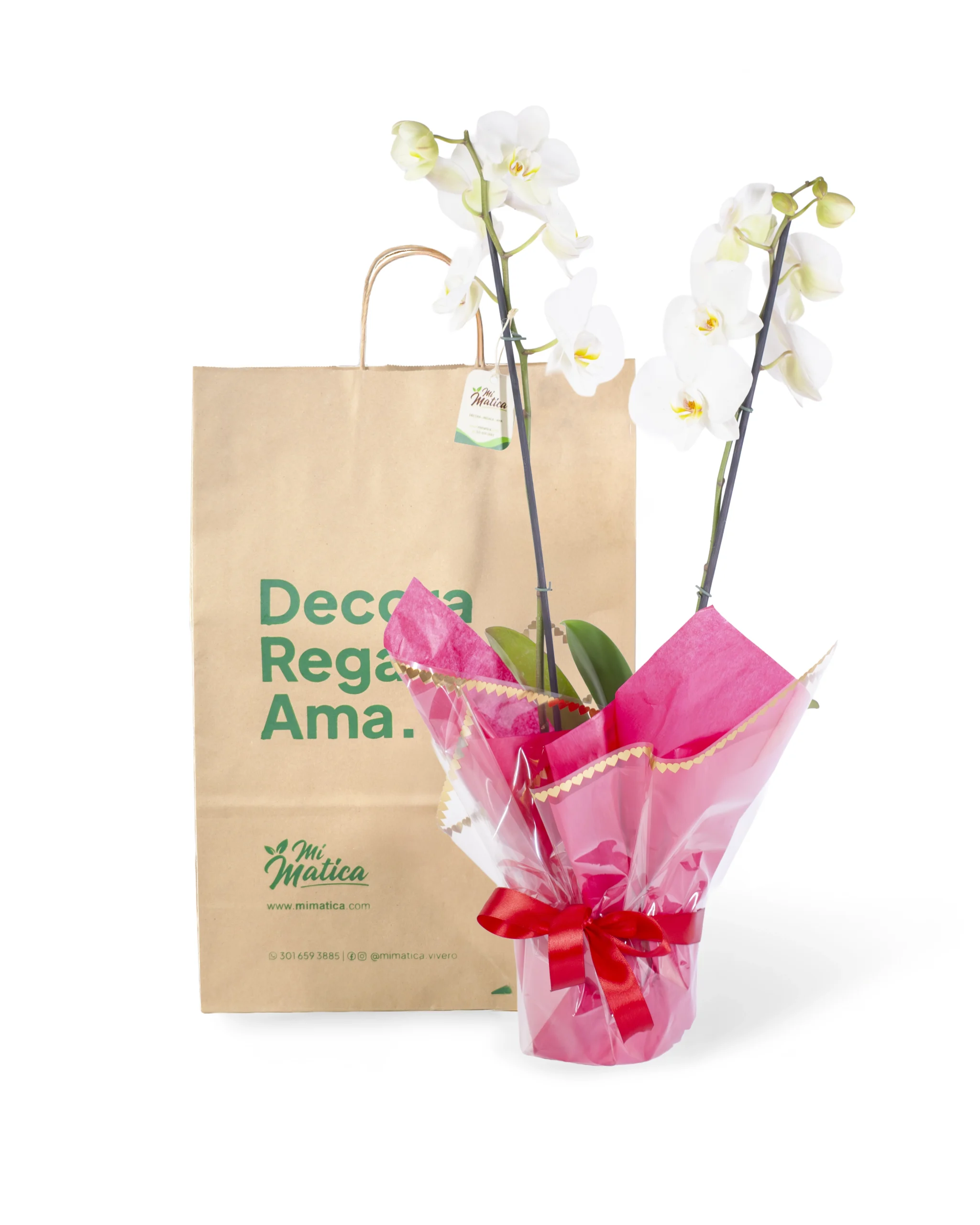 Orquídea Blanca para Regalo con 2 Varas Florales