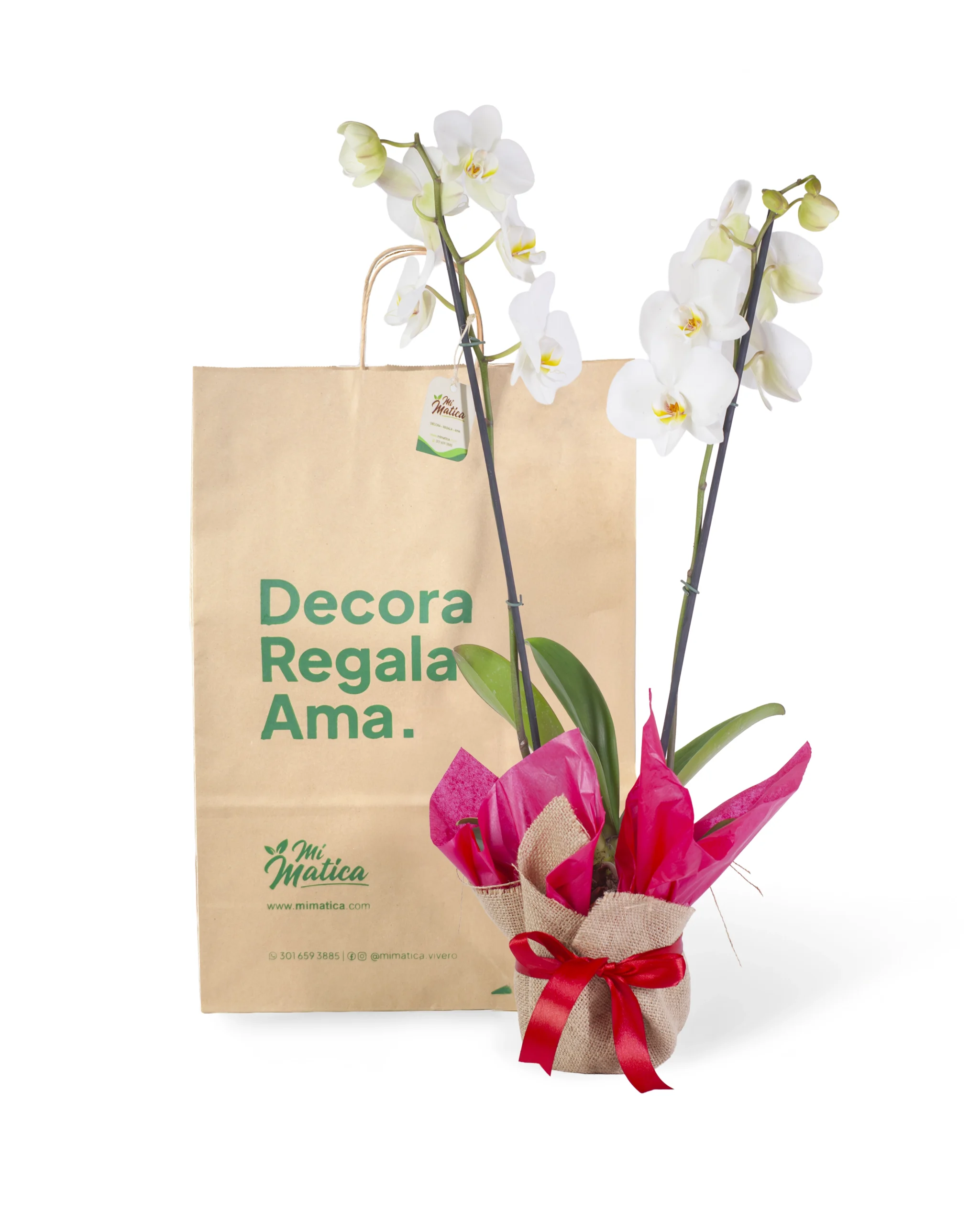 Orquídea Blanca para Regalo con 2 Varas Florales