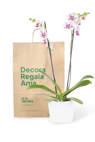 Orquídea Blanca Punteada con 2 Varas Florales en Matera de Concreto
