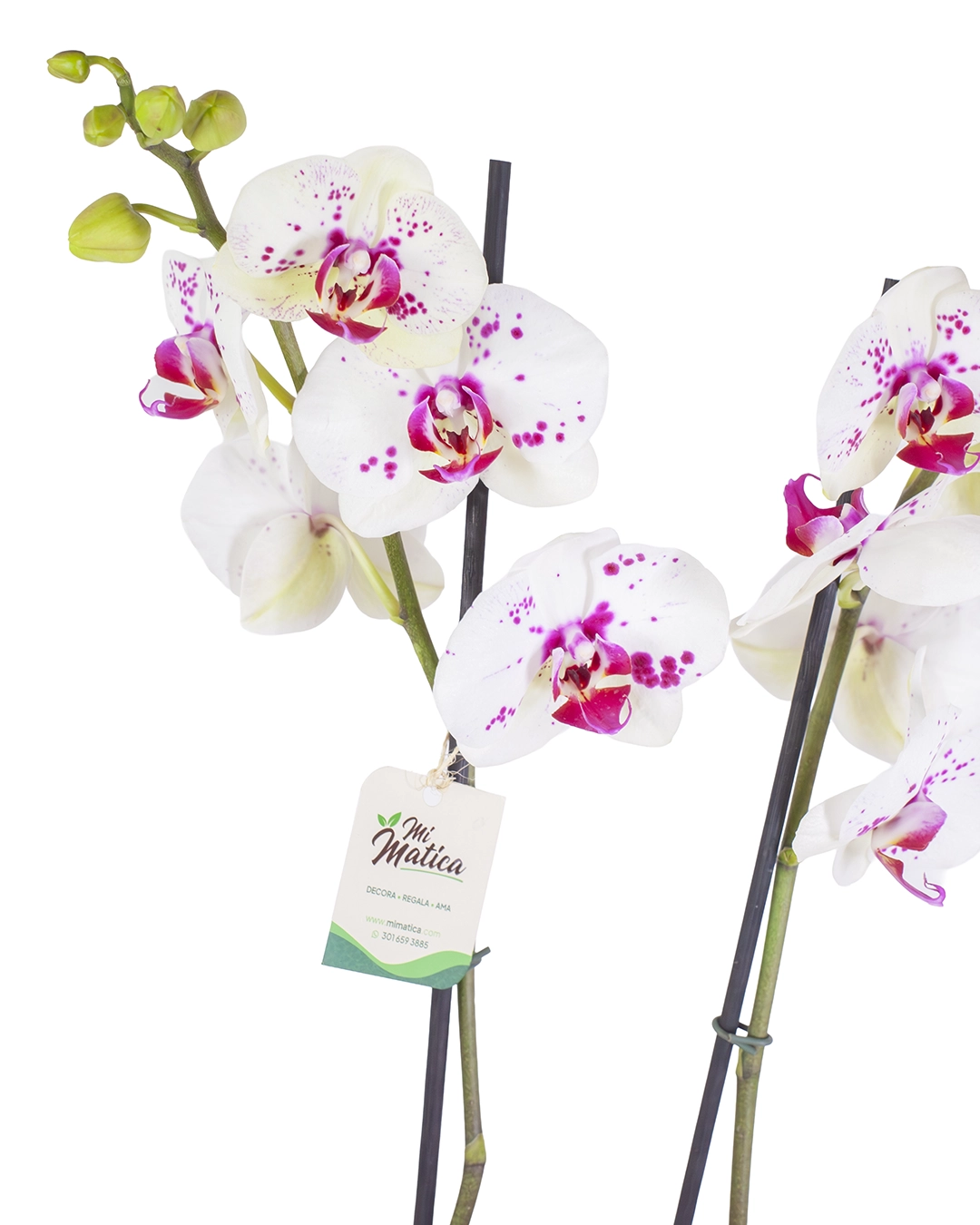 Orquídea Blanca Punteada con 2 Varas Florales en Matera de Concreto
