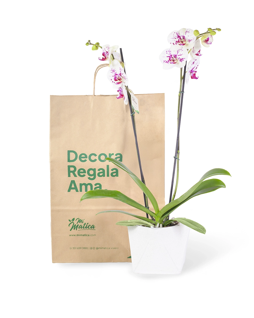 Orquídea Blanca Punteada con 2 Varas Florales en Matera de Concreto
