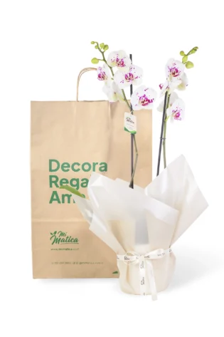 Orquídea Blanca Punteada para Condolencias con 2 Varas Florales