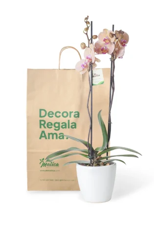 Orquídea Durazno con 2 Varas Florales en matera de Cerámica