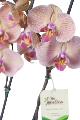 Orquídea Durazno con 2 Varas Florales en matera de Cerámica