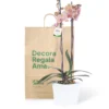 Orquídea Durazno con 2 Varas Florales en matera de Concreto