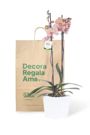 Orquídea Durazno con 2 Varas Florales en matera de Concreto