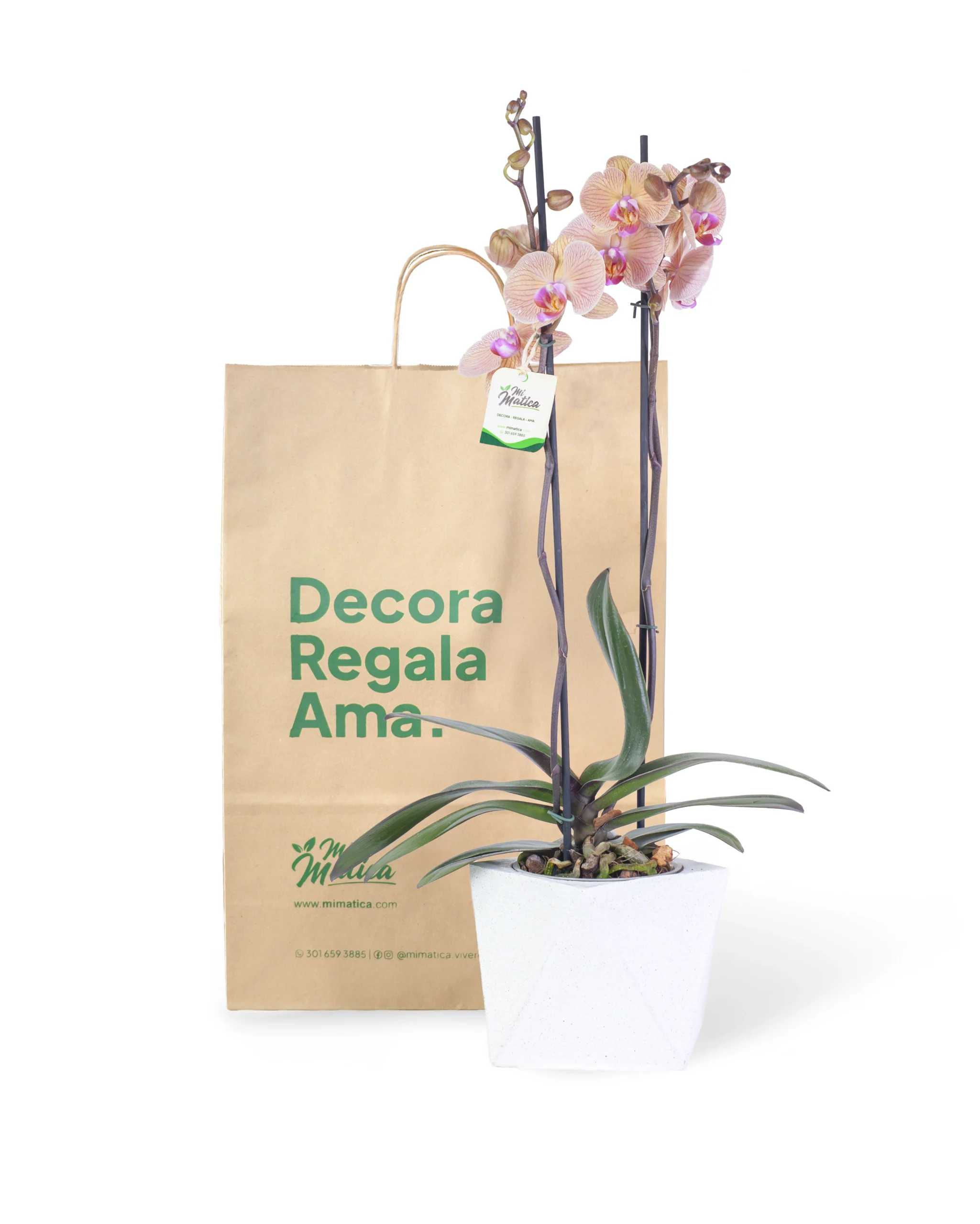 OrquΓdea Durazno con 2 Varas Florales en matera de Concreto