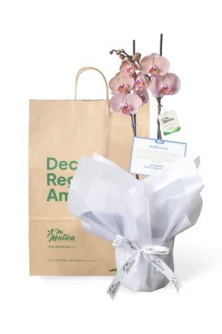 Orquídea Durazno para Condolencias con 2 Varas Florales