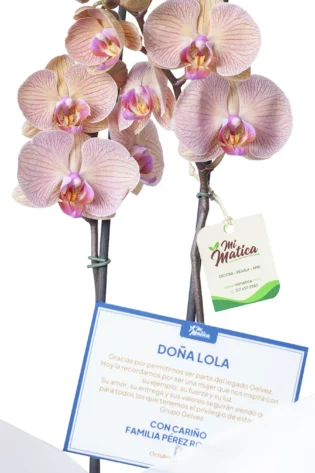 Orquídea Durazno para Condolencias con 2 Varas Florales