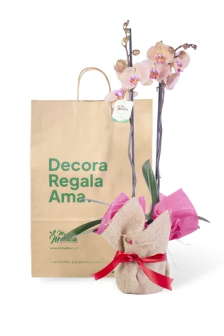 Orquídea Durazno para Regalo con 2 Varas Florales