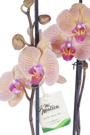 Orquídea Durazno para Regalo con 2 Varas Florales
