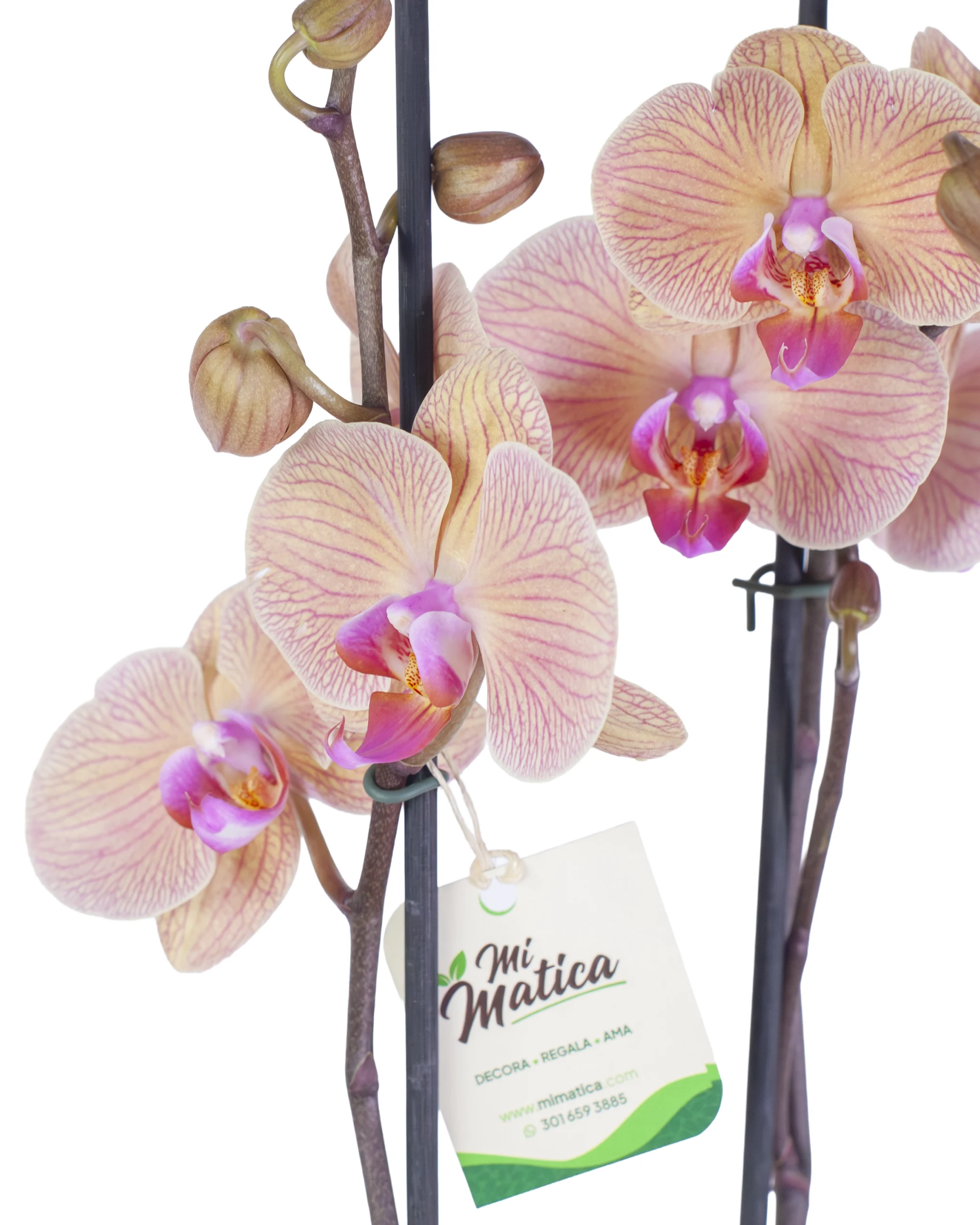 Orquídea Durazno para Regalo con 2 Varas Florales