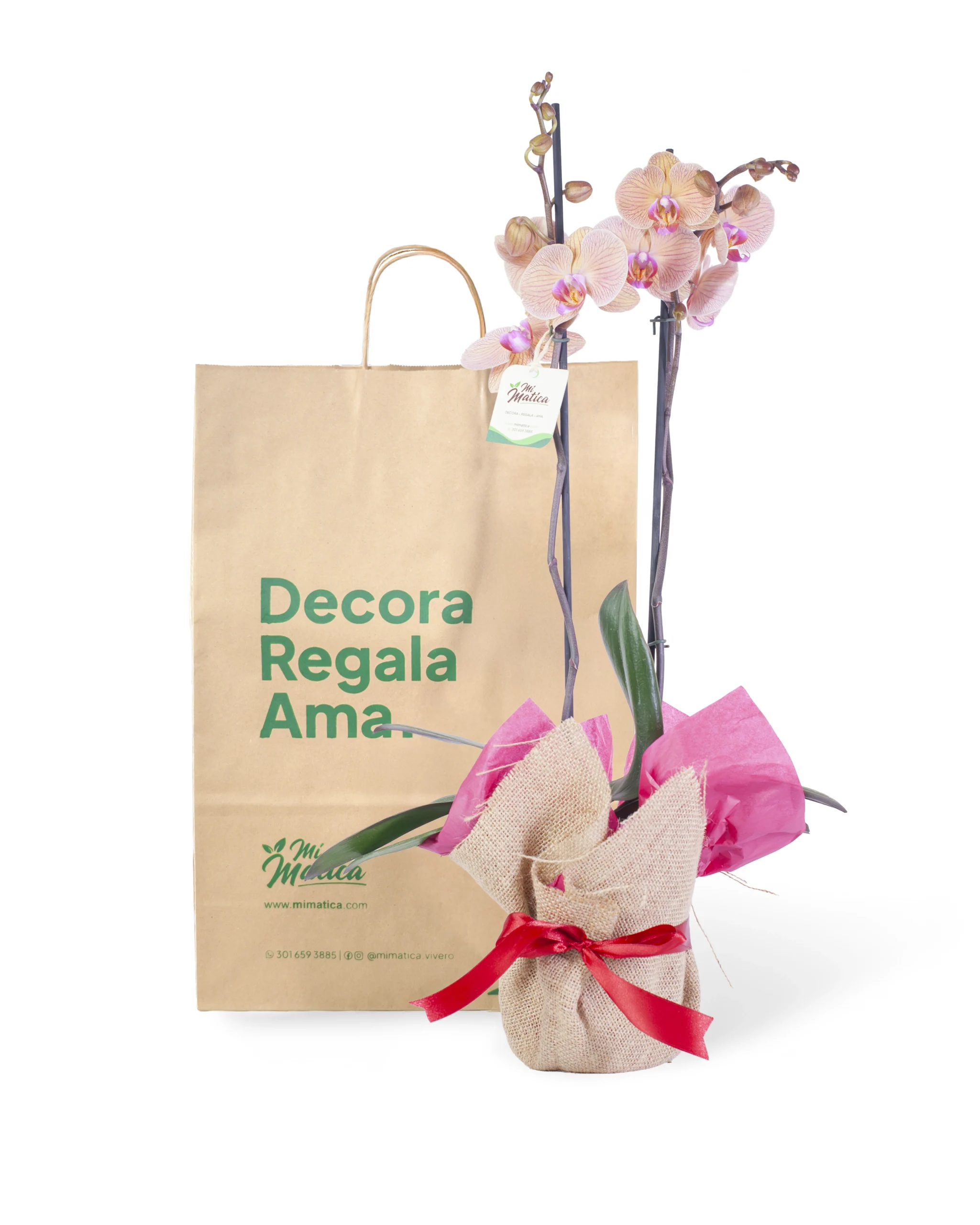 Orquídea Durazno para Regalo con 2 Varas Florales