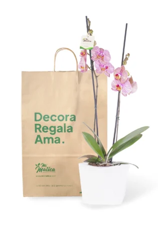 Orquídea Fucsia Estriada con 2 Varas Florales en Matera de Concreto