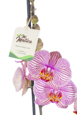 Orquídea Fucsia Estriada con 2 Varas Florales en Matera de Concreto