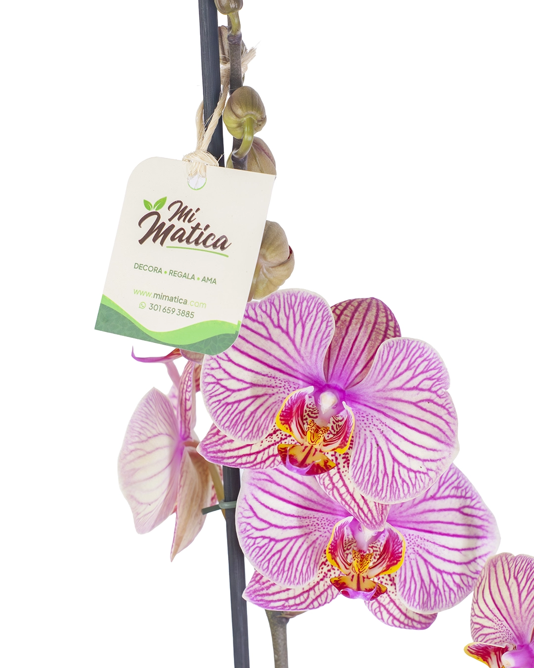 Orquídea Fucsia Estriada con 2 Varas Florales en Matera de Concreto