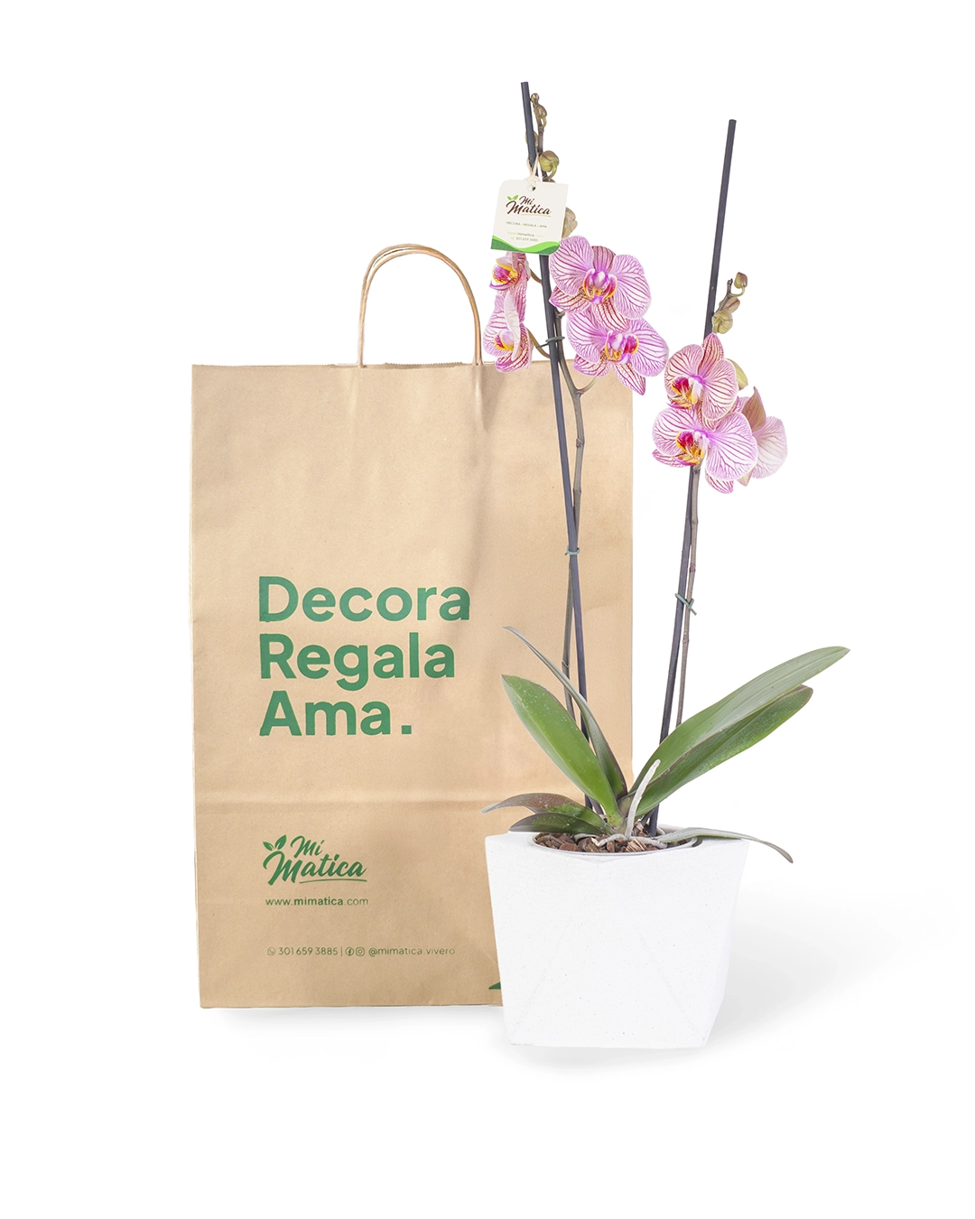 Orquídea Fucsia Estriada con 2 Varas Florales en Matera de Concreto