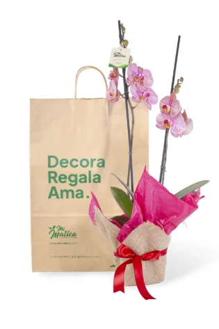Orquídea Fucsia Estriada para Regalo con 2 Varas Florales