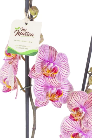 Orquídea Fucsia Estriada para Regalo con 2 Varas Florales