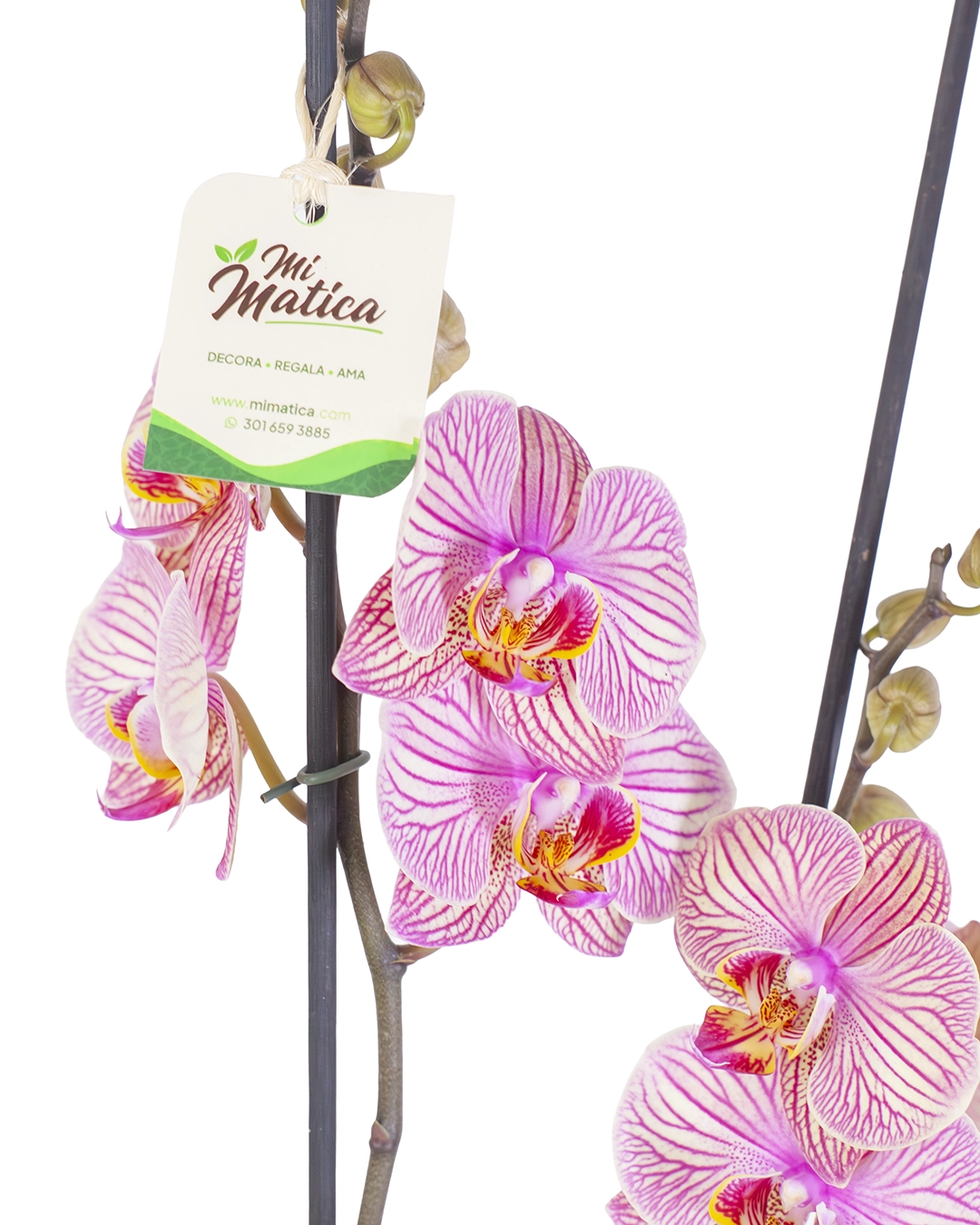 Orquídea Fucsia Estriada para Regalo con 2 Varas Florales