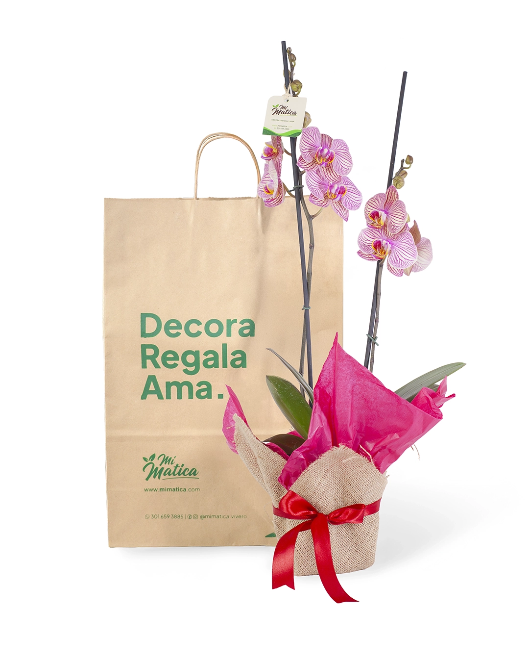 Orquídea Fucsia Estriada para Regalo con 2 Varas Florales
