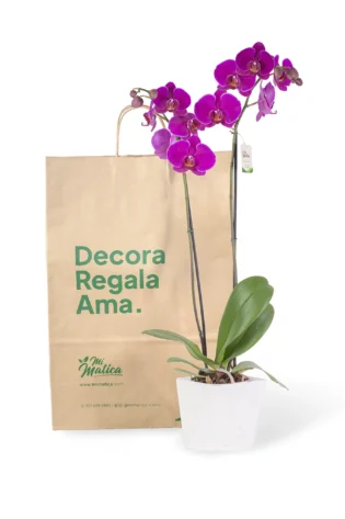 Orquidea Magenta con 2 Varas Florales en matera de Concreto